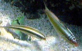 Clown Wrasse - Halichoeres maculipinna