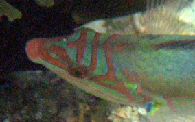 Clown Wrasse - Halichoeres maculipinna