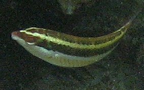 Clown Wrasse - Halichoeres maculipinna