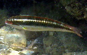 Clown Wrasse - Halichoeres maculipinna