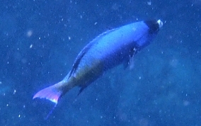 Creole Wrasse - Clepticus parrae