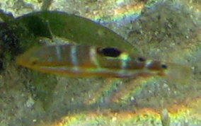 Puddingwife - Halichoeres radiatus