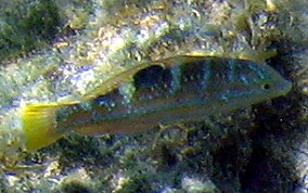 Puddingwife - Halichoeres radiatus