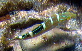 Puddingwife - Halichoeres radiatus