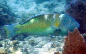 Puddingwife - Halichoeres radiatus