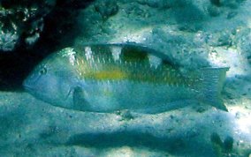 Puddingwife