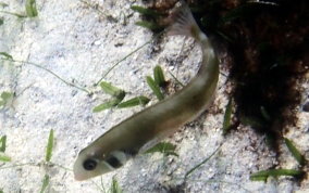 Rosy Razorfish - Xyrichtys martinicensis