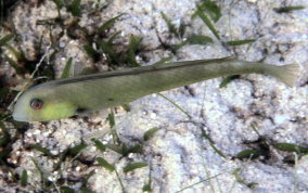 Rosy Razorfish - Xyrichtys martinicensis