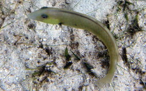 Rosy Razorfish - Xyrichtys martinicensis