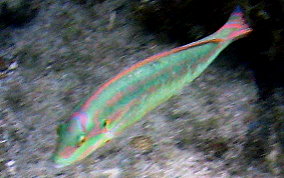 Slippery Dick Wrasse - Halichoeres bivittatus