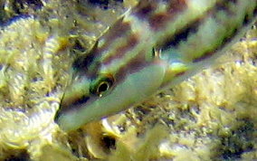 Slippery Dick Wrasse - Halichoeres bivittatus