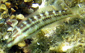 Slippery Dick Wrasse - Halichoeres bivittatus