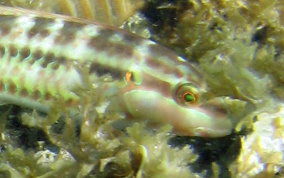 Slippery Dick Wrasse - Halichoeres bivittatus