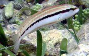 Slippery Dick Wrasse - Halichoeres bivittatus