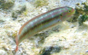 Slippery Dick Wrasse - Halichoeres bivittatus