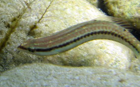 Slippery Dick Wrasse - Halichoeres bivittatus