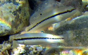 Slippery Dick Wrasse - Halichoeres bivittatus