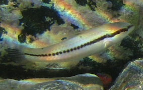 Slippery Dick Wrasse - Halichoeres bivittatus