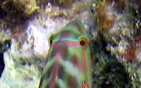 Slippery Dick Wrasse - Halichoeres bivittatus