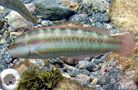 Slippery Dick Wrasse - Halichoeres bivittatus