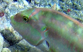 Slippery Dick Wrasse - Halichoeres bivittatus