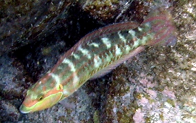 Slippery Dick Wrasse - Halichoeres bivittatus