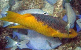 Spanish Hogfish