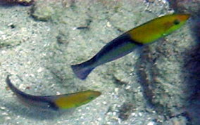 Yellowhead Wrasse - Halichoeres garnoti