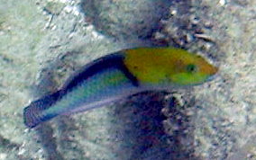 Yellowhead Wrasse - Halichoeres garnoti