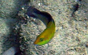 Yellowhead Wrasse - Halichoeres garnoti