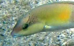 Yellowhead Wrasse - Halichoeres garnoti