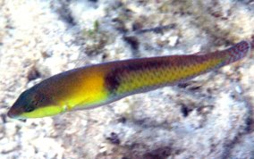 Yellowhead Wrasse - Halichoeres garnoti