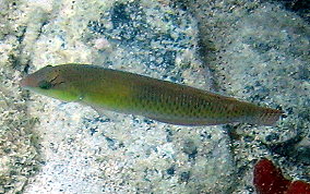 Yellowhead Wrasse - Halichoeres garnoti