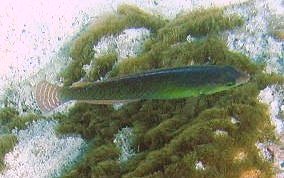 Yellowhead Wrasse - Halichoeres garnoti