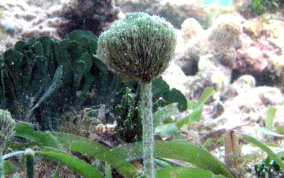 Bristle Ball Brush- Green Algae