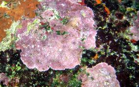 Crustose Coralline Algae - Phylum:Rhodophyta