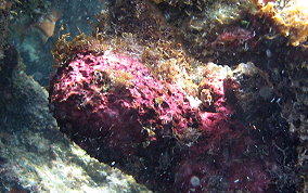 Crustose Coralline Algae - Phylum:Rhodophyta