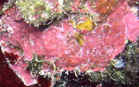 Crustose Coralline Algae - Phylum:Rhodophyta