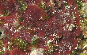 Crustose Coralline Algae - Phylum:Rhodophyta