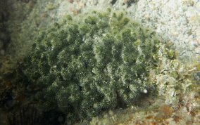 Dead Man's Fingers  - Codium isthmocladum 