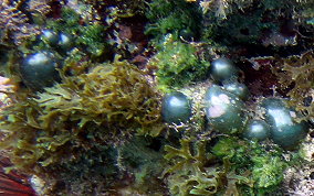 Elongated Sea Pearl - Valonia macrophysa