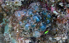 Elongated Sea Pearl - Valonia macrophysa