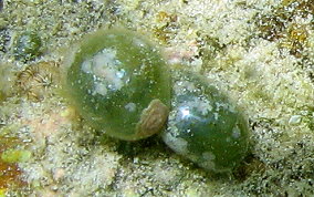 Elongated Sea Pearl - Valonia macrophysa