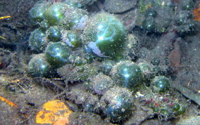 Elongated Sea Pearl - Valonia macrophysa