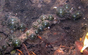 Elongated Sea Pearl - Valonia macrophysa