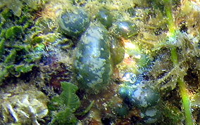 Elongated Sea Pearl - Valonia macrophysa