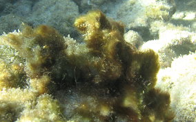 Fuzz-Ball Algae - Lyngbya majuscula