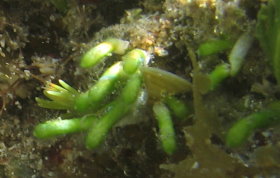 Fuzzy Tip Alga