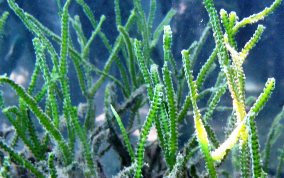 Caulerpa cupressoides