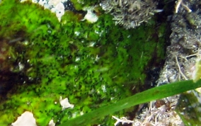 Green Coralline